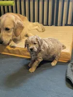 Navy, a female Miniature Goldendoodle for sale in Wooster, OH – 7 of 10