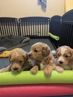 Reed, a male Miniature Goldendoodle for sale in Wooster, OH – 9 of 10