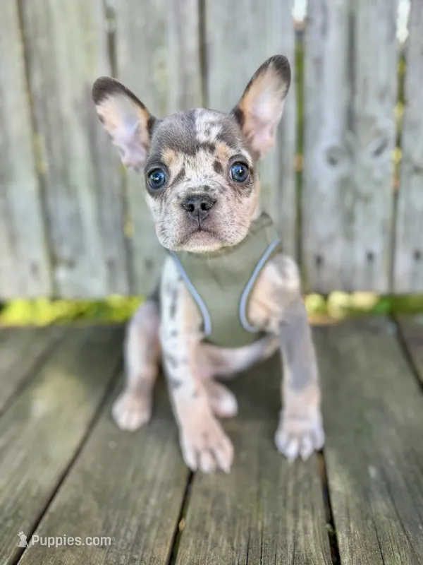 Kona – French Bulldog puppy for sale in Wooster, OH