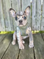 Kona, a male French Bulldog for sale in Wooster, OH – 1 of 6