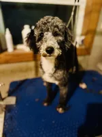 AKC Triumph, a male Poodle - Miniature  for sale in Wooster, OH – Photo 3 of 8