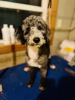 AKC Triumph, a male Poodle - Miniature  for sale in Wooster, OH – Photo 2 of 8