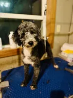 AKC Triumph, a male Poodle - Miniature  for sale in Wooster, OH – Photo 5 of 8