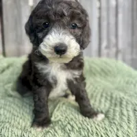 AKC Triumph, a male Poodle - Miniature  for sale in Wooster, OH – Photo 2 of 3