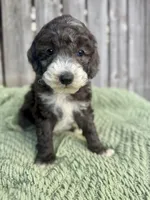AKC Triumph, a male Poodle - Miniature  for sale in Wooster, OH – Photo 2 of 3