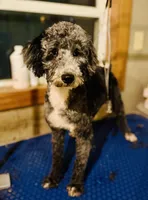 AKC Triumph, a male Poodle - Miniature  for sale in Wooster, OH – Photo 6 of 8