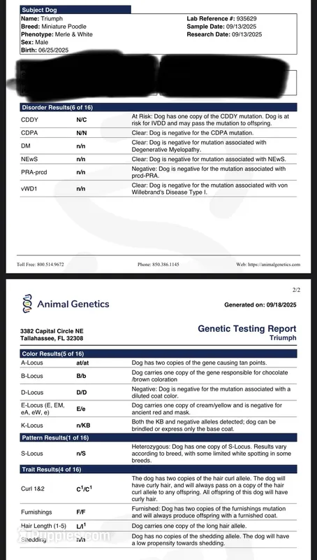 AKC Triumph – Poodle - Miniature  puppy for sale in Wooster, OH