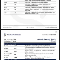 AKC Triumph, a male Poodle - Miniature  for sale in Wooster, OH – Photo 3 of 3