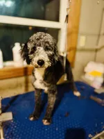 AKC Triumph, a male Poodle - Miniature  for sale in Wooster, OH – Photo 8 of 8