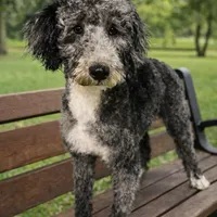 AKC Triumph, a male Poodle - Miniature  for sale in Wooster, OH – Photo 1 of 3