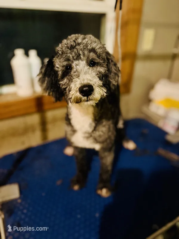 AKC Triumph – Poodle - Miniature  puppy for sale in Wooster, OH