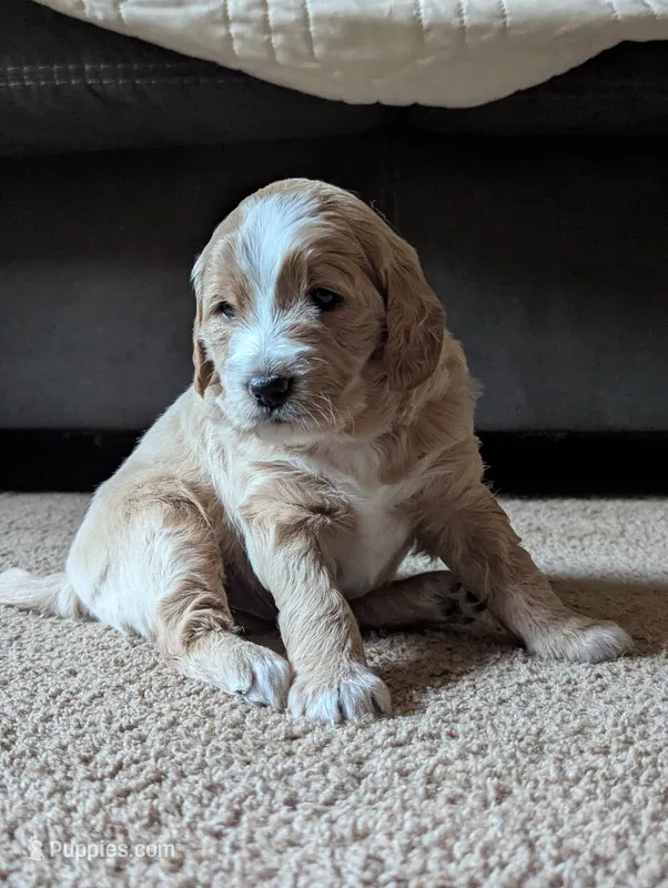 Reed – Miniature Goldendoodle puppy for sale in Wooster, OH