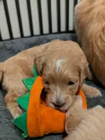 Sailor, a female Miniature Goldendoodle for sale in Wooster, OH – 4 of 10