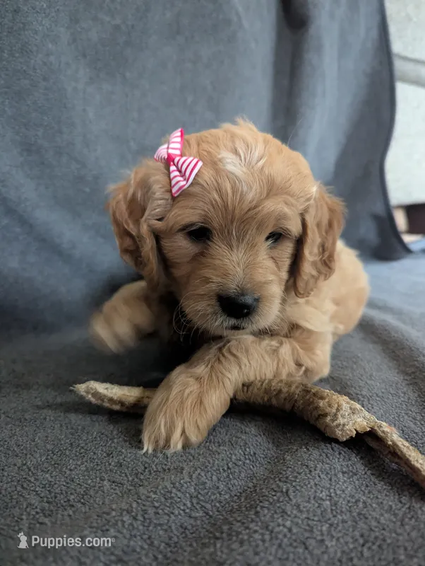 Sailor – Miniature Goldendoodle puppy for sale in Wooster, OH
