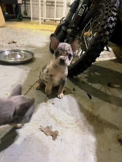 Kona, a male French Bulldog for sale in Wooster, OH – 6 of 6