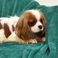 Jack, a male Cavalier King Charles Spaniel for sale in Sacramento, CA – Photo 5 of 6