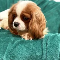 Jack, a male Cavalier King Charles Spaniel for sale in Sacramento, CA – Photo 1 of 6