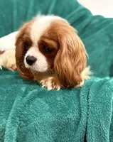 Jack, a male Cavalier King Charles Spaniel for sale in Charlotte, NC – Photo 1 of 6