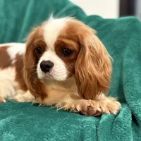 Jack, a male Cavalier King Charles Spaniel for sale in Sacramento, CA – Photo 2 of 6
