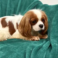 Jack, a male Cavalier King Charles Spaniel for sale in Sacramento, CA – Photo 6 of 6
