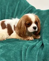 Jack, a male Cavalier King Charles Spaniel for sale in Charlotte, NC – Photo 6 of 6