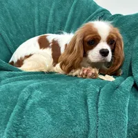 Jack, a male Cavalier King Charles Spaniel for sale in Sacramento, CA – Photo 4 of 6