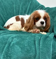 Jack, a male Cavalier King Charles Spaniel for sale in Charlotte, NC – Photo 4 of 6