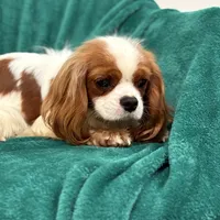 Jack, a male Cavalier King Charles Spaniel for sale in Sacramento, CA – Photo 3 of 6