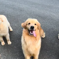 Kyra, a female Golden Retriever for sale in Sacramento, CA – Photo 3 of 4