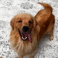 Kyra, a female Golden Retriever for sale in Sacramento, CA – Photo 1 of 4