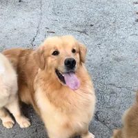 Kyra, a female Golden Retriever for sale in Sacramento, CA – Photo 4 of 4