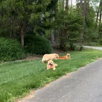 Kyra, a female Golden Retriever for sale in Sacramento, CA – Photo 2 of 4