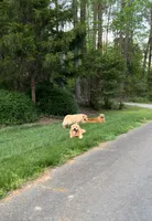 Kyra, a female Golden Retriever for sale in Charlotte, NC – Photo 2 of 4