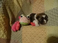 Willow, a female Havanese for sale in Dongola, IL – Photo 2 of 4