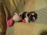 Willow, a female Havanese for sale in Dongola, IL – Photo 1 of 4