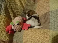 Willow, a female Havanese for sale in Dongola, IL – Photo 4 of 4