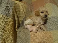 Hank, a male Poodle - Toy  for sale in Dongola, IL – Photo 4 of 4