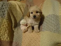 Hank, a male Poodle - Toy  for sale in Dongola, IL – Photo 1 of 4