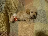 Hank, a male Poodle - Toy  for sale in Dongola, IL – Photo 2 of 4