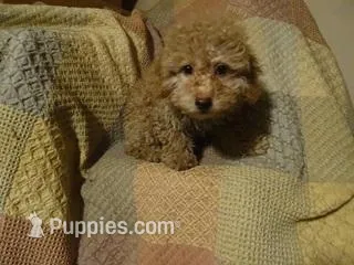 Trixie, a female Poodle - Toy  for sale in Dongola, IL – Photo 1 of 1