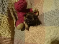 Sasha, a female Havanese for sale in Dongola, IL – Photo 2 of 4