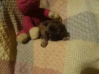 Sasha, a female Havanese for sale in Dongola, IL – Photo 4 of 4