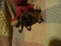 Sasha, a female Havanese for sale in Dongola, IL – Photo 3 of 4