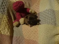 Sasha, a female Havanese for sale in Dongola, IL – Photo 1 of 4