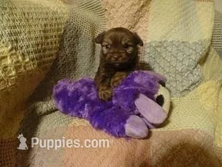 Dixie, a female Havanese for sale in Dongola, IL – Photo 1 of 4