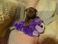 Dixie, a female Havanese for sale in Dongola, IL – Photo 1 of 4