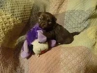 Dixie, a female Havanese for sale in Dongola, IL – Photo 4 of 4