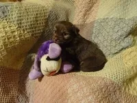 Dixie, a female Havanese for sale in Dongola, IL – Photo 3 of 4