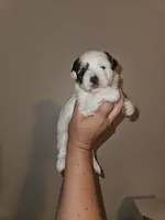Patch, a female Shorkie for sale in Chattanooga, TN – 6 of 7