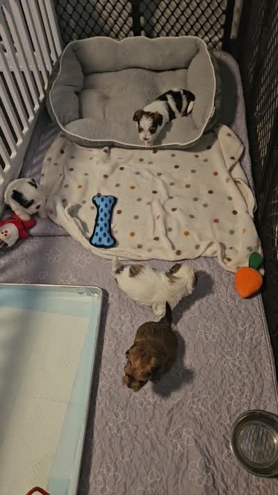 Biscuit, a female Shorkie for sale in Chattanooga, TN – 10 of 10